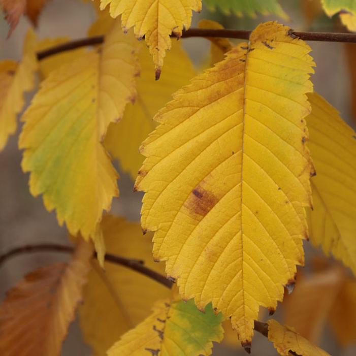 PRAIRIE EXPEDITION® AMERICAN ELM