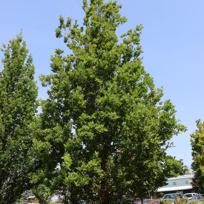 STREETSPIRE® OAK