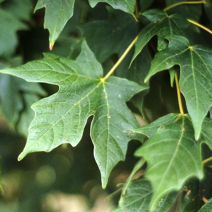 LEGACY® SUGAR MAPLE