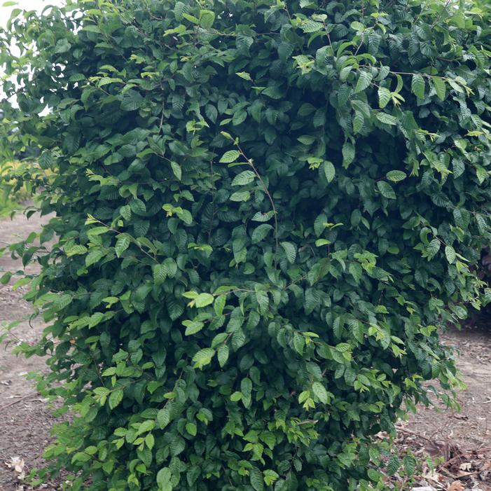 MODEL ROCKET™ KOREAN HORNBEAM