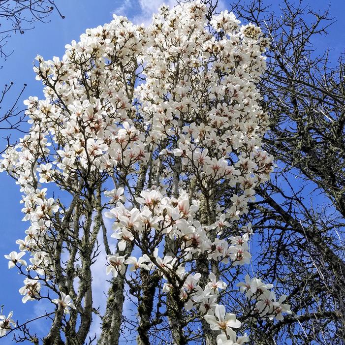 MARILYN'S CHOICE™ COLUMNAR MAGNOLIA