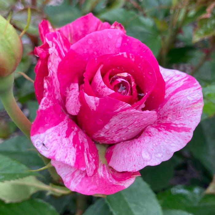 PARADE DAY™ GRANDIFLORA ROSE