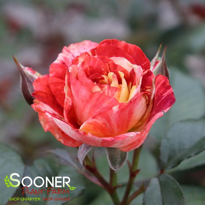 TROPICAL LIGHTNING™ CLIMBING ROSE