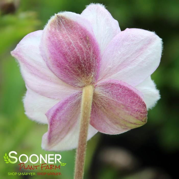 ELFIN SWAN™ ANEMONE