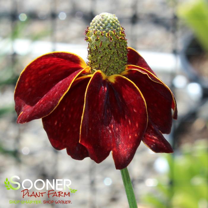 RED MIDGET MEXICAN HAT