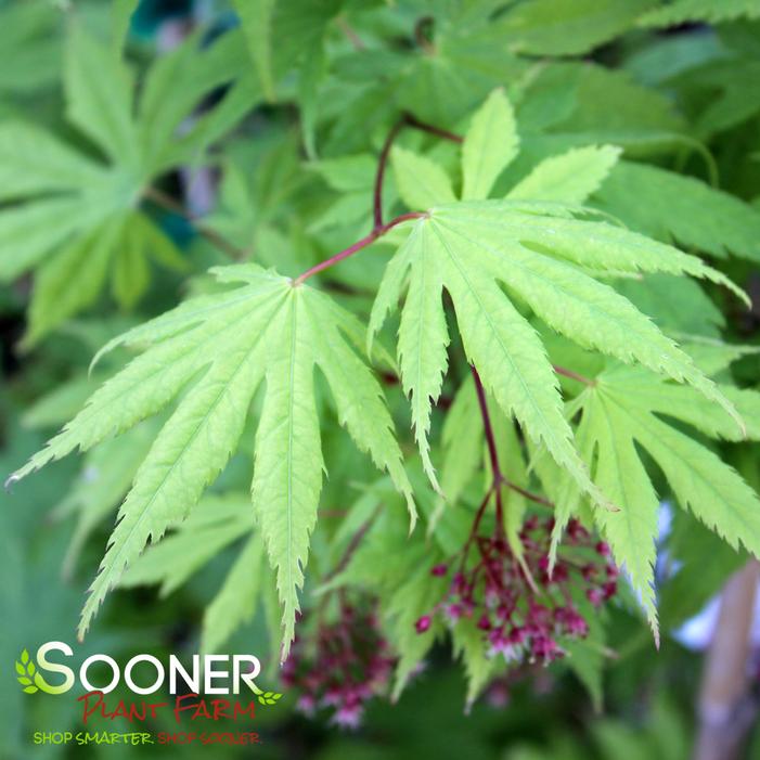 KIHACHIJO UPRIGHT JAPANESE MAPLE