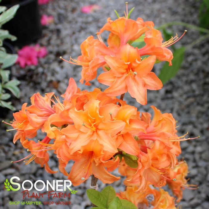 MANDARIN LIGHTS DECIDUOUS AZALEA