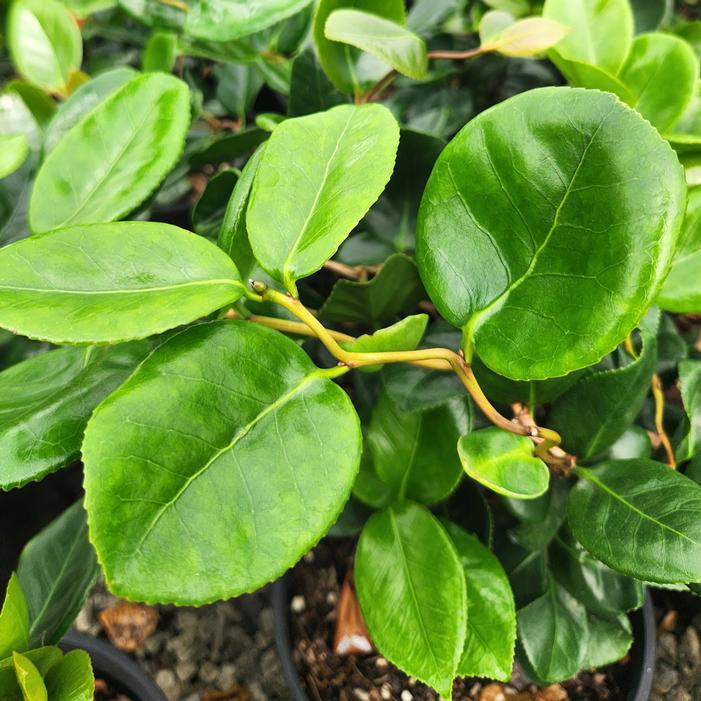 CURLY LADY CAMELLIA