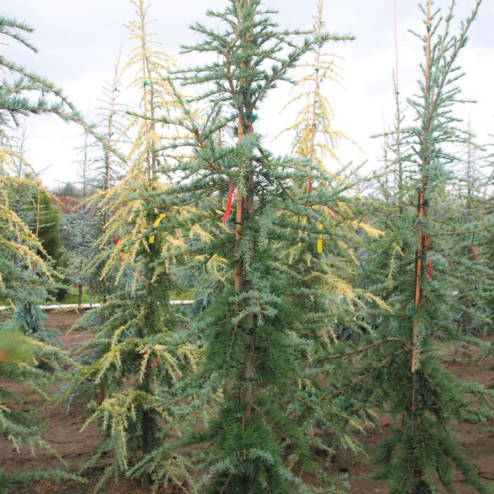 MILES HIGH WEEPING DEODAR CEDAR