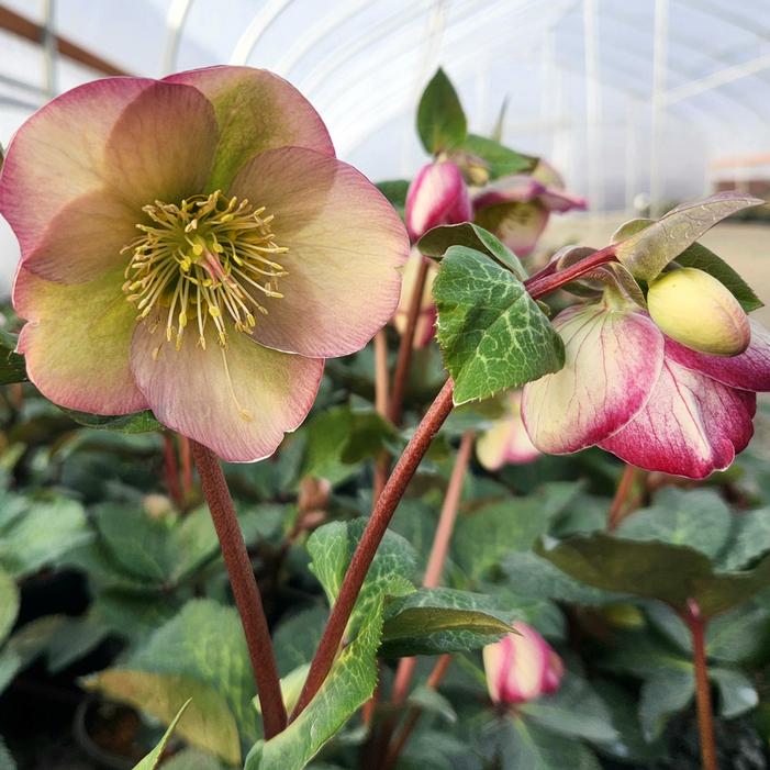 FROSTKISS® GLENDA'S GLOSS LENTEN ROSE