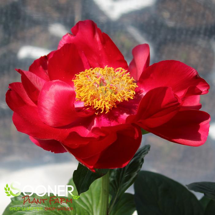 BUCKEYE BELLE GARDEN PEONY