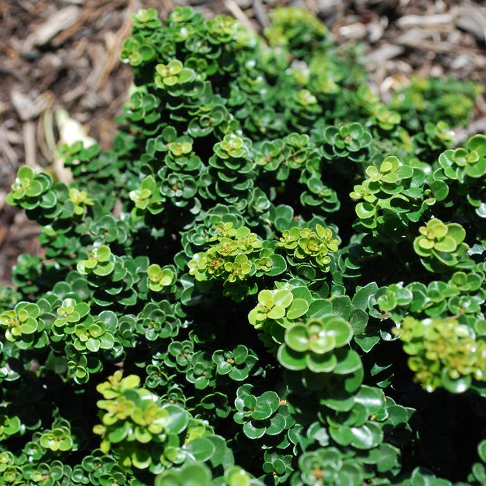 DWARF PAGODA JAPANESE HOLLY