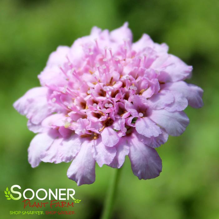 FLUTTER™ ROSE PINK PINCUSHION FLOWER