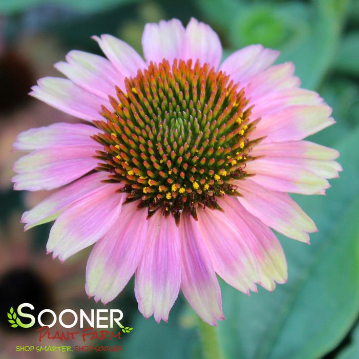 KISMET® PINK LEMONADE CONEFLOWER
