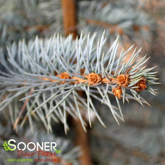 BLUE DIAMOND COLORADO BLUE SPRUCE