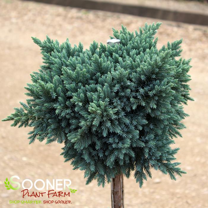 BLUE STAR JUNIPER PATIO TREE