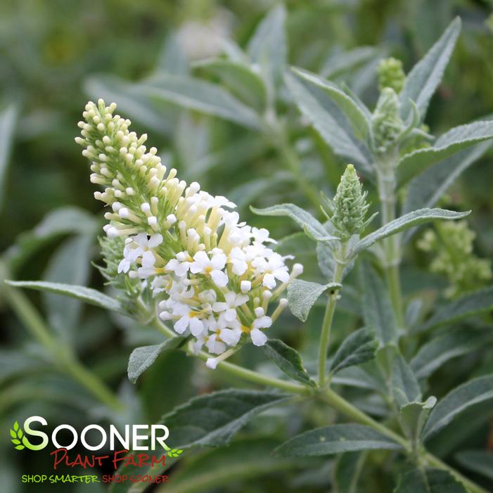 BUTTERFLY TOWERS™ WHITE BUTTERFLY BUSH