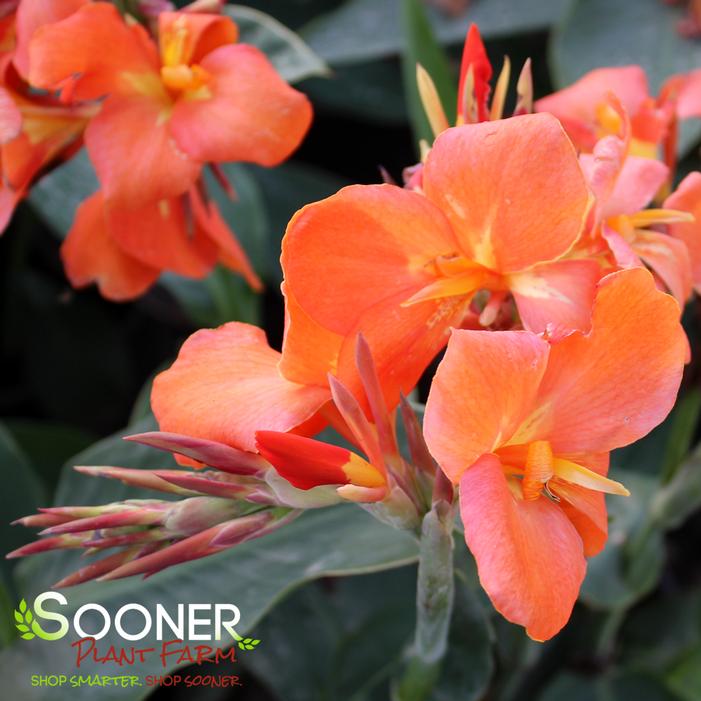 CANNOVA® ORANGE SHADES CANNA