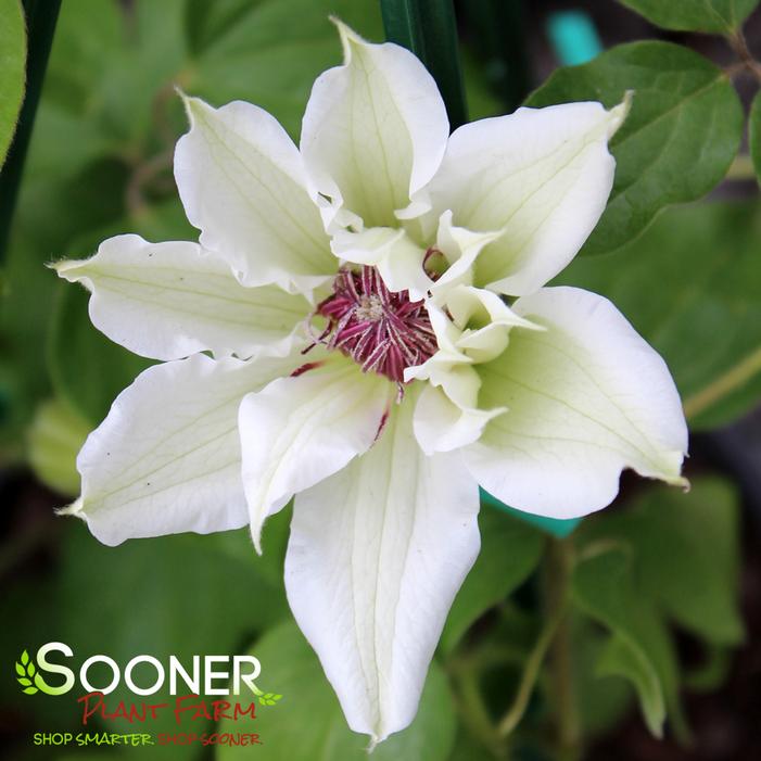 VANCOUVER™ FRAGRANT STAR CLEMATIS