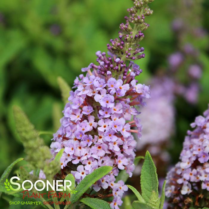 DAPPER™ LAVENDER BUTTERFLY BUSH
