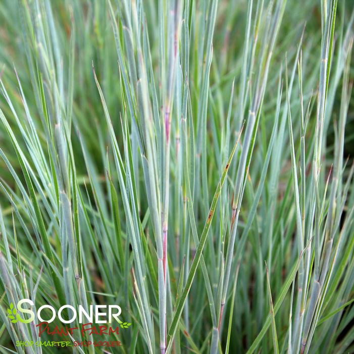 JAZZ LITTLE BLUESTEM