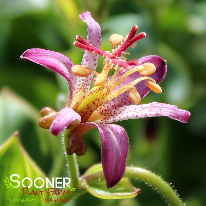 GILT EDGE TOAD LILY