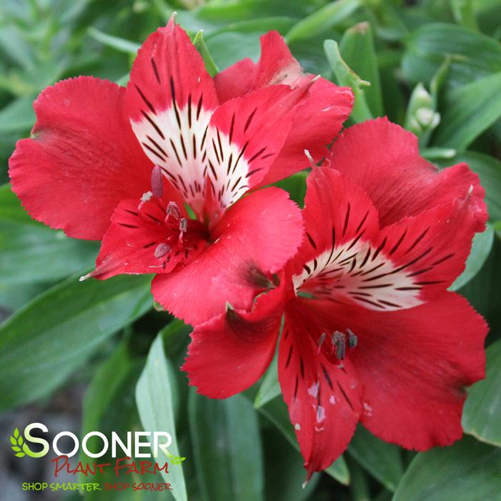 COLORITA® KATE® PERUVIAN LILY