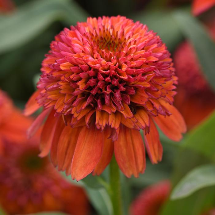 DOUBLE SCOOP™ ORANGEBERRY DELUXE CONEFLOWER