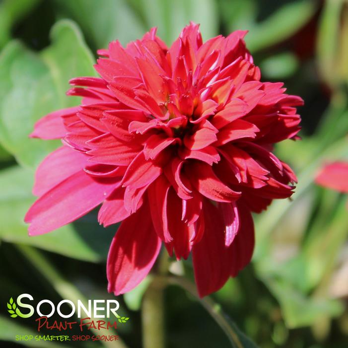 DOUBLE SCOOP™ RASPBERRY DELUXE CONEFLOWER