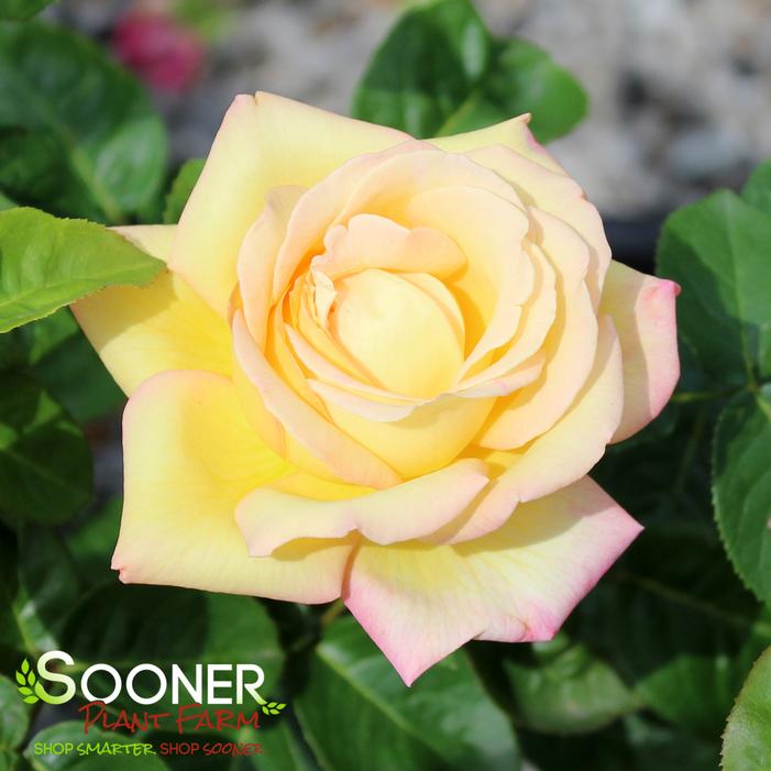 PEACE HYBRID TEA ROSE