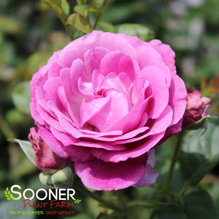 PERFUME FACTORY™ HYBRID TEA ROSE