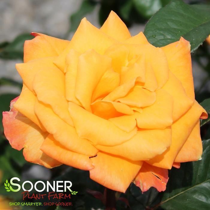 CHRIS EVERT HYBRID TEA ROSE