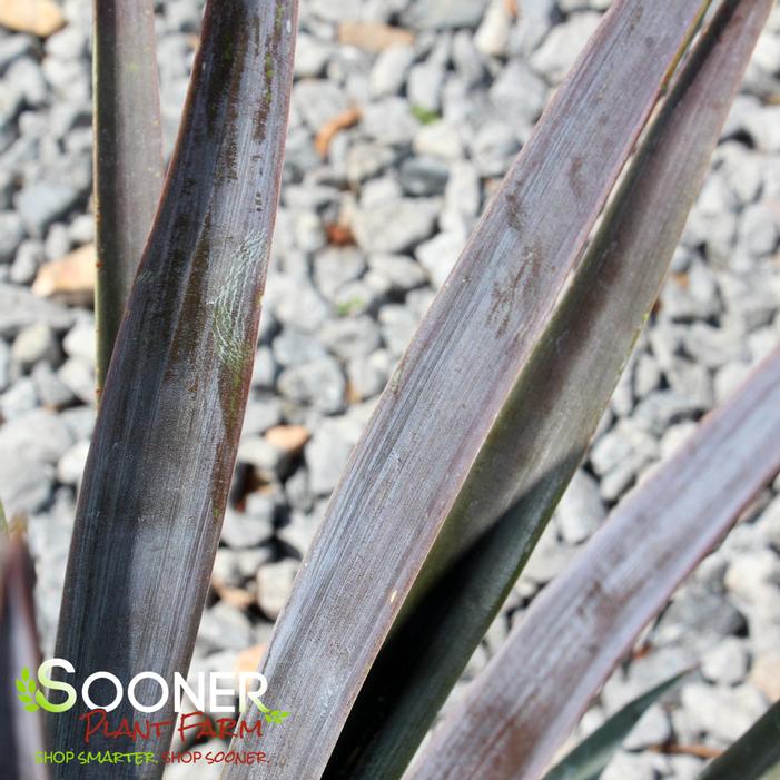 MAGENTA MAGIC YUCCA