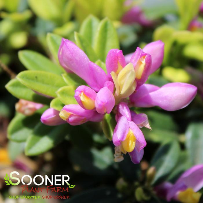 RHODPTERA MILKWORT