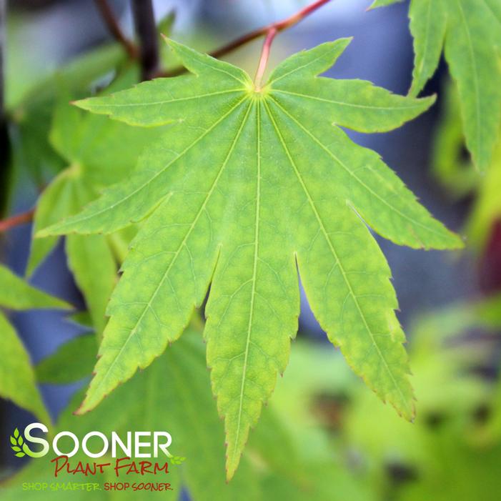 GARDEN GLORY FULL MOON UPRIGHT JAPANESE MAPLE