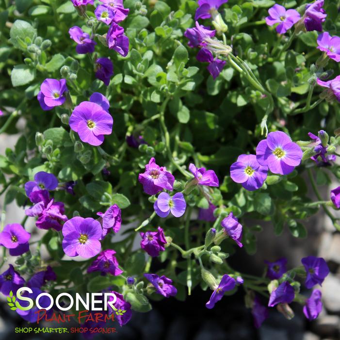 ROCK ON BLUE ROCK CRESS
