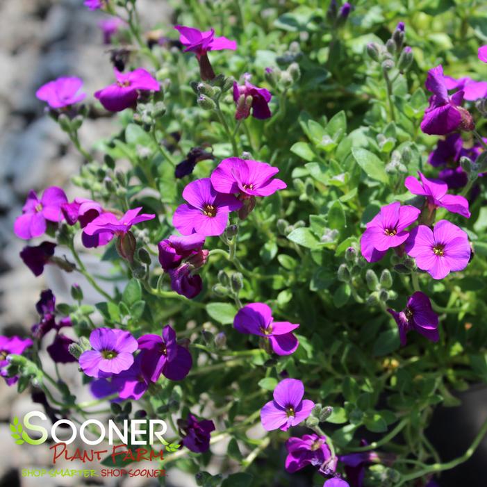 ROCK ON PURPLE ROCK CRESS