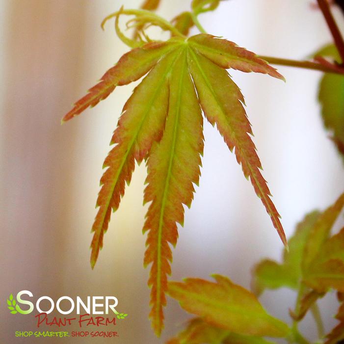 ALLEN'S GOLD UPRIGHT JAPANESE MAPLE