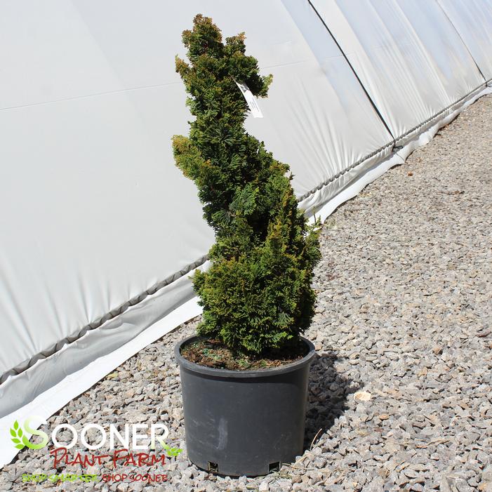 SPIRALIS HINOKI FALSE CYPRESS
