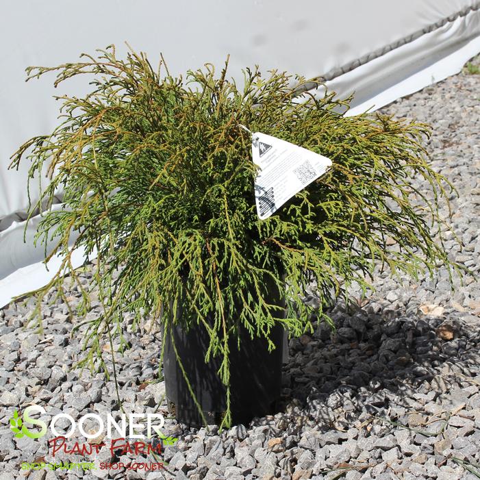 THREADBRANCH FALSE CYPRESS