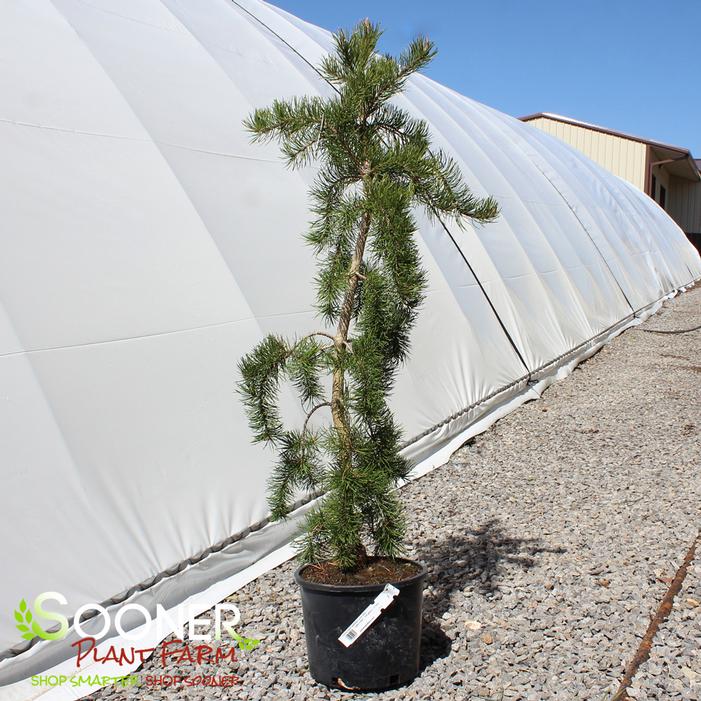 UNCLE FOGY WEEPING JACK PINE