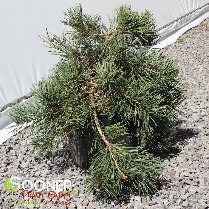 ALBYN PROSTRATE SCOTS PINE