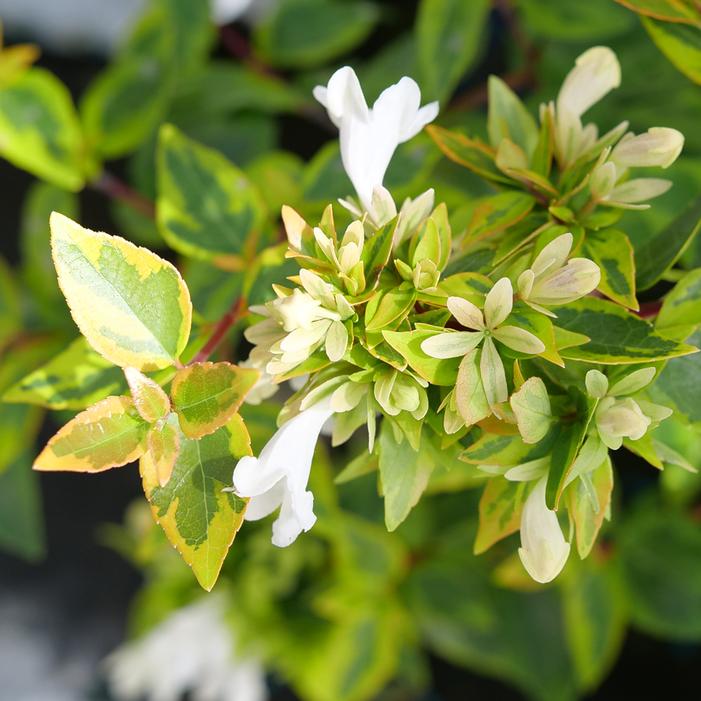 BRILLIANTINA® ABELIA