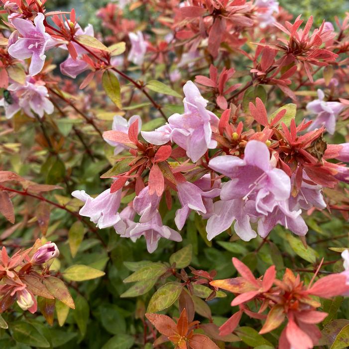 POCO LOCO® ABELIA
