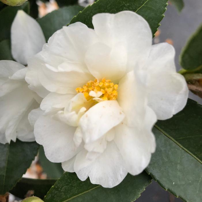 JUST CHILL® DOUBLE WHITE CAMELLIA