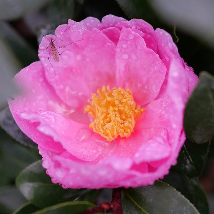 JUST CHILL® DOUBLE MAUVE CAMELLIA