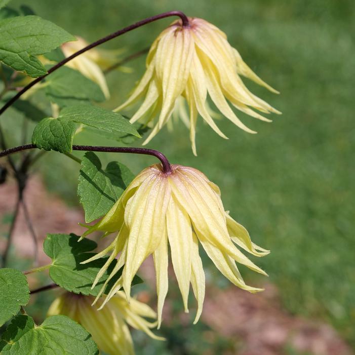 FUNYELLA® CLEMATIS