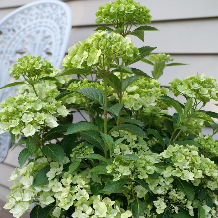 FAIRYTRAIL® GREEN CASCADE HYDRANGEA