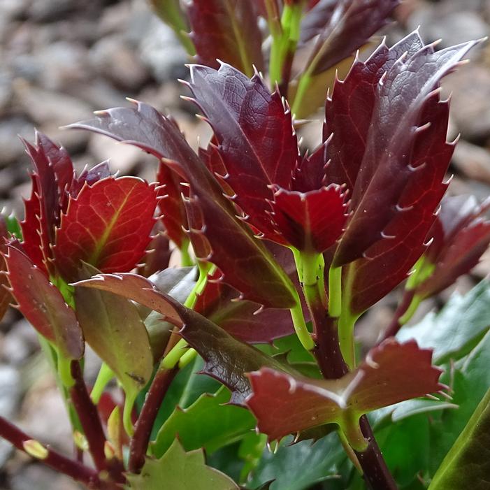 CASTLE ROUGE® MALE BLUE HOLLY