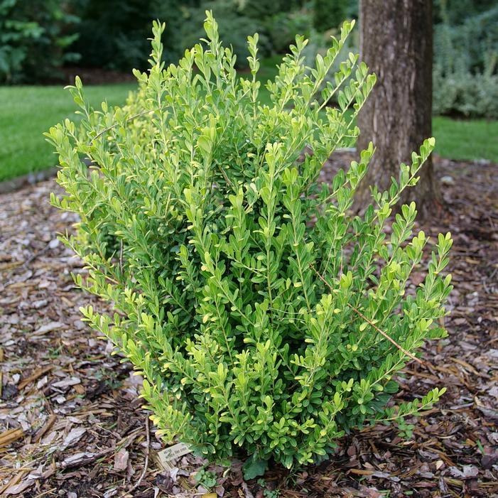 GLOW POP® JAPANESE HOLLY
